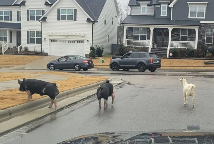 Animais de fazenda escapam e exploram bairro suburbano em Apex, Carolina do Norte (Foto: Apex Police Department via Facebook/reprodução)