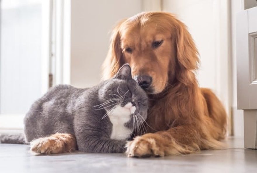 possivel-obrigacao-de-pagamento-de-imposto-por-tutores-de-pets-no-brasil