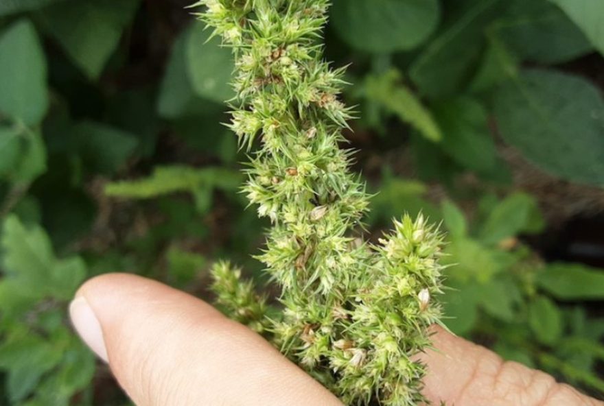 praga-do-caruru-gigante-em-sc3A-identificacao-e-medidas-de-controle praga-do-caruru-gigante-em-sc3A-identificacao-e-medidas-de-controle