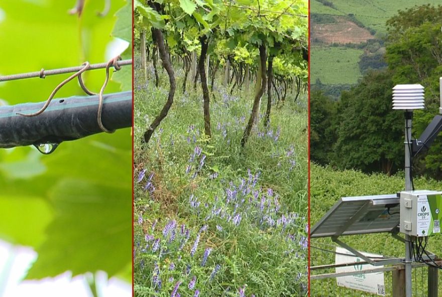 praticas-sustentaveis-no-campo3A-cooperativas-do-rs-levam-exemplos-de-preservacao-do-solo-para-cop-30 praticas-sustentaveis-no-campo3A-cooperativas-do-rs-levam-exemplos-de-preservacao-do-solo-para-cop-30