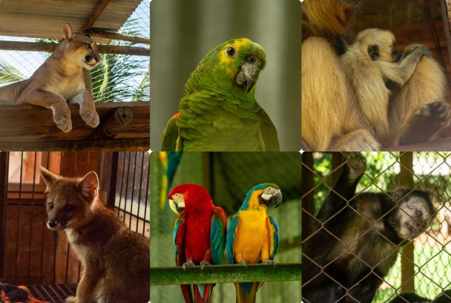 prefeitura-de-assis-encaminhara-animais-silvestres-para-nova-instituicao-em-botucatu prefeitura-de-assis-encaminhara-animais-silvestres-para-nova-instituicao-em-botucatu