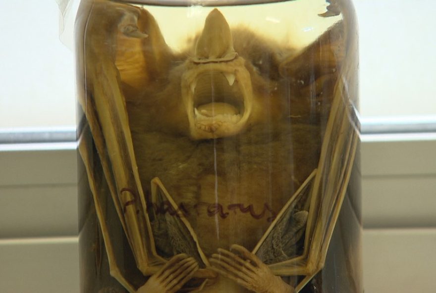 prefeitura-de-bh-inicia-bloqueio-vacinal-contra-raiva-apos-morcego-contaminado3A-proteja-seu-pet