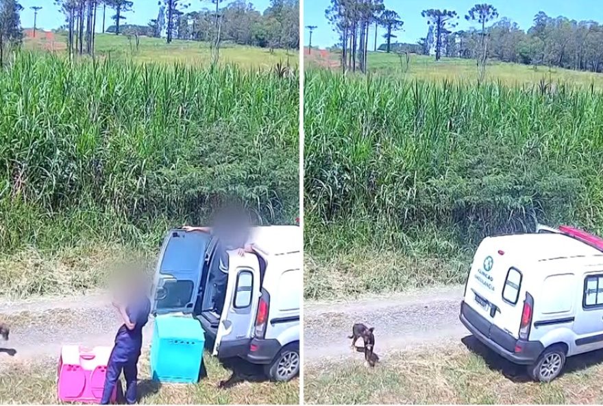 prefeitura-de-ponta-grossa-solta-caes-na-rua3A-entenda-procedimento prefeitura-de-ponta-grossa-solta-caes-na-rua3A-entenda-procedimento