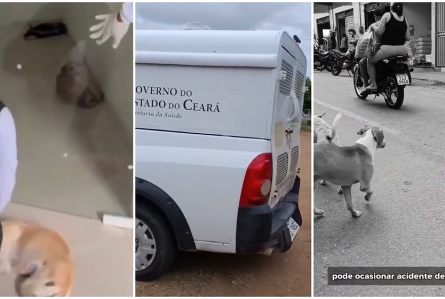 prefeitura-de-umirim-ce-e-denunciada-por-maus-tratos-a-animais3A-ong-anjos-da-protecao-animal-questiona-recolhimento-de-caes-de-rua