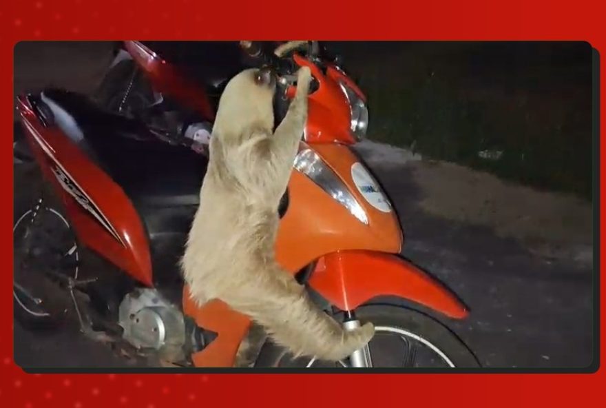 preguica-real-capturada-e-devolvida-a-natureza-em-manacapuru3A-resgate-exemplar-pela-equipe-de-bombeiros-da-regiao preguica-real-capturada-e-devolvida-a-natureza-em-manacapuru3A-resgate-exemplar-pela-equipe-de-bombeiros-da-regiao