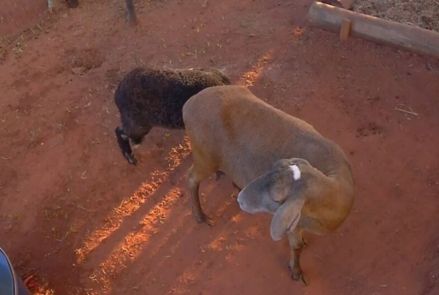 presepio-vivo-em-uchoa3A-tradicao-natalina-com-mais-de-30-animais-vivos