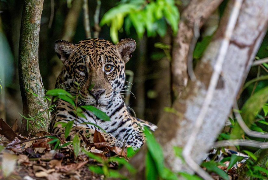 preservacao-da-fauna-no-parana3A-mais-de-100-especies-enfrentam-risco-critico-de-extincao-saiba-mais-com-roberto-fusco preservacao-da-fauna-no-parana3A-mais-de-100-especies-enfrentam-risco-critico-de-extincao-saiba-mais-com-roberto-fusco