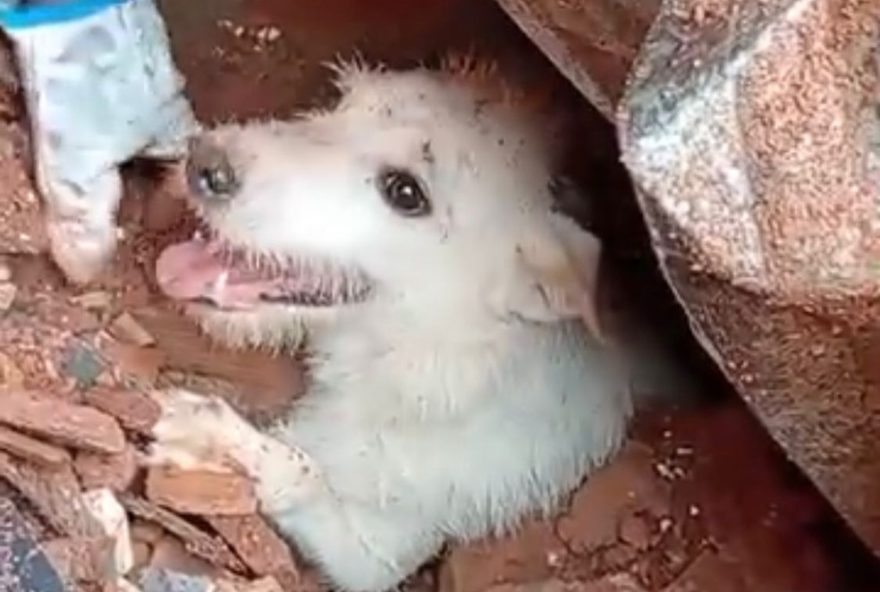 presidente-lula-sanciona-politica-de-acolhimento-de-animais-resgatados presidente-lula-sanciona-politica-de-acolhimento-de-animais-resgatados