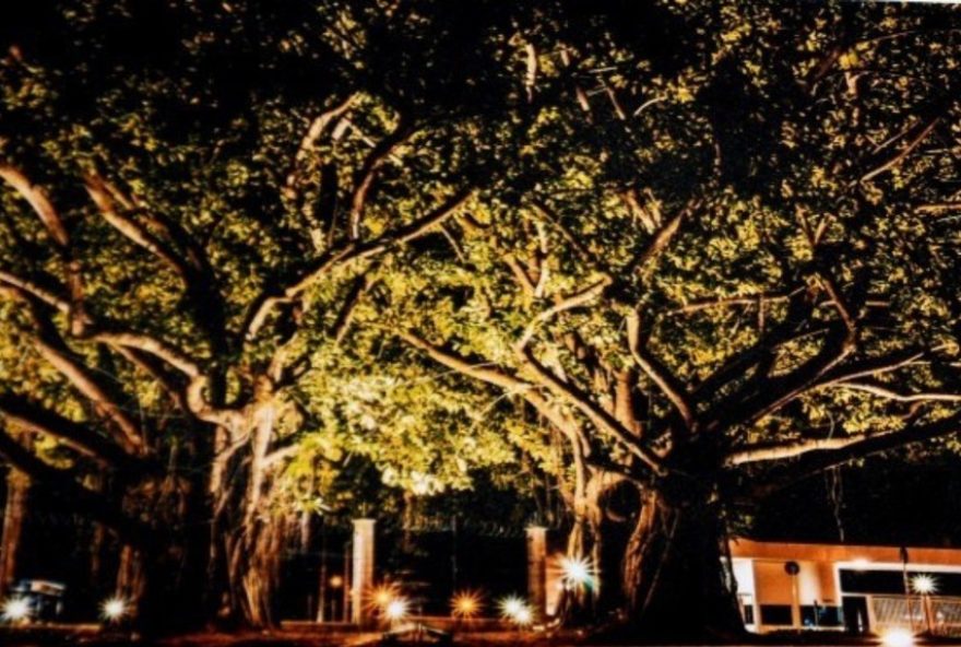 presidente-prudente3A-concurso-destaca-importancia-do-patrimonio-natural-com-quase-uma-arvore-por-habitante
