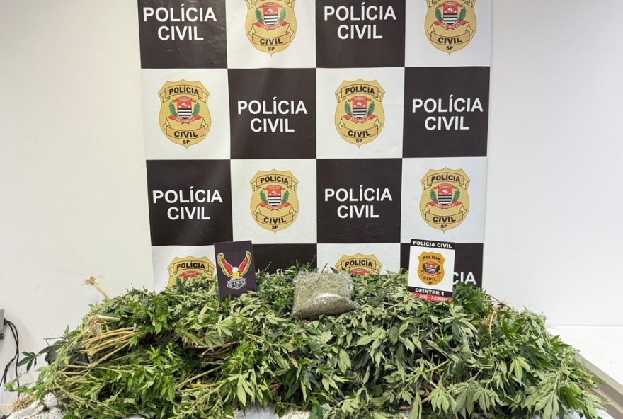preso-suspeito-de-trafico-de-drogas-em-sao-jose3A-homem-mantinha-estufa-de-maconha-no-morumbi
