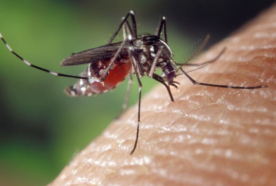 prevencao-da-dengue3A-primeiro-caso-fatal-em-2026-alerta-para-os-riscos-da-doenca prevencao-da-dengue3A-primeiro-caso-fatal-em-2026-alerta-para-os-riscos-da-doenca