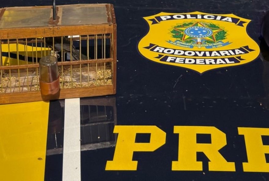 prf-flagra-transporte-ilegal-de-animais-silvestres-em-caxias2C-maranhao3A-crime-ambiental-na-br-316