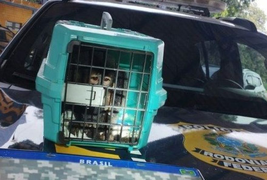 prf-intercepta-veiculo-com-macaco-prego-em-br-040-e-prende-condutor-por-receptacao-e-transporte-ilegal-de-animal-silvestre prf-intercepta-veiculo-com-macaco-prego-em-br-040-e-prende-condutor-por-receptacao-e-transporte-ilegal-de-animal-silvestre