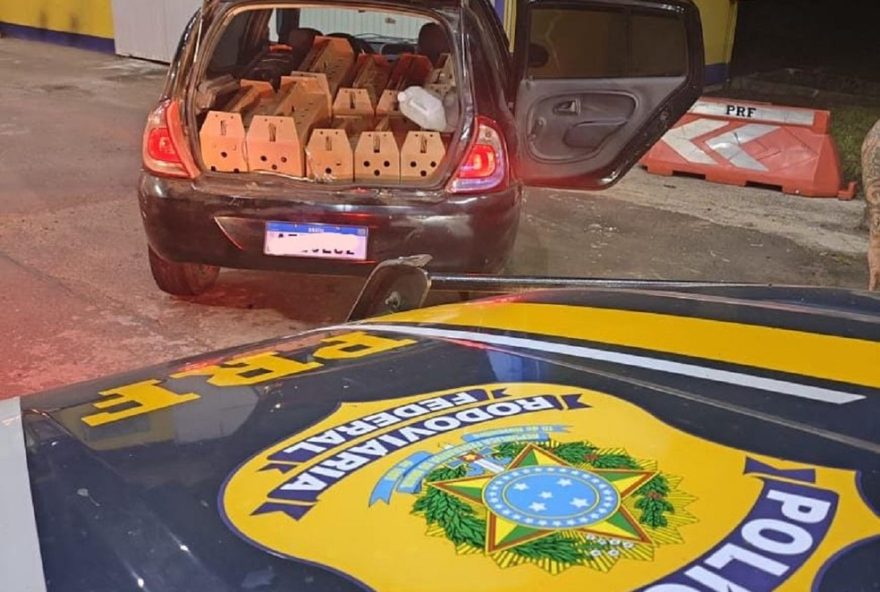 prf-prende-homens-por-transporte-de-galos-de-rinha-em-condicoes-precarias