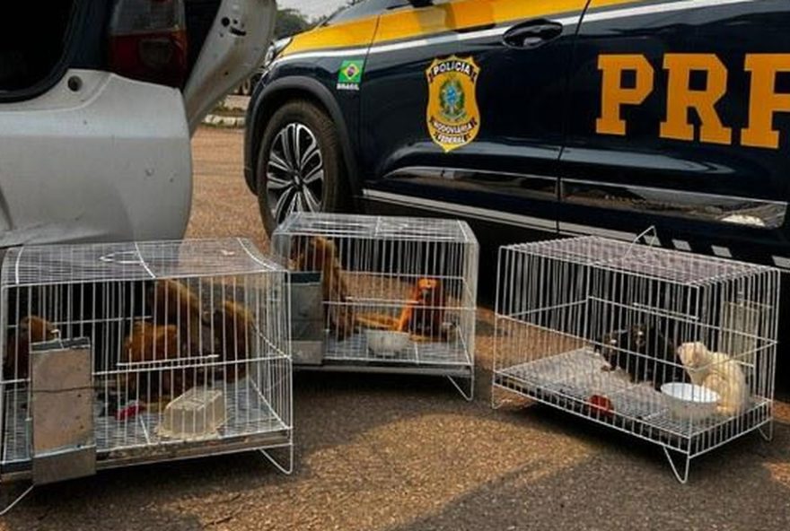 prf-resgata-mais-de-16-mil-animais-em-20242C-combatendo-a-exploracao-ilegal