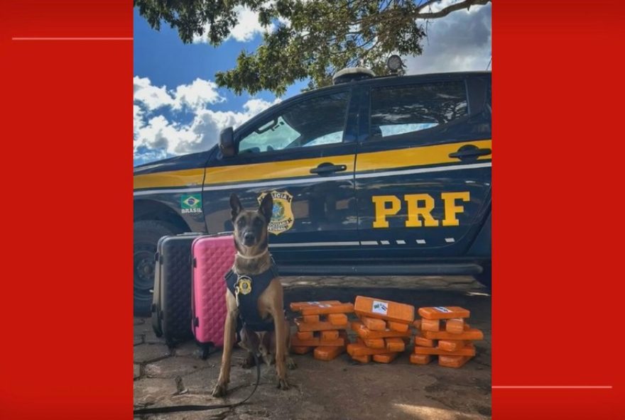 prf3A-cao-farejador-encontra-25kg-de-drogas-em-malas-de-viagem-no-df
