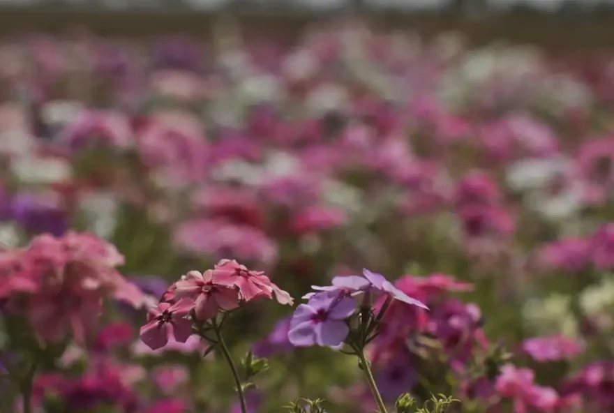 primavera