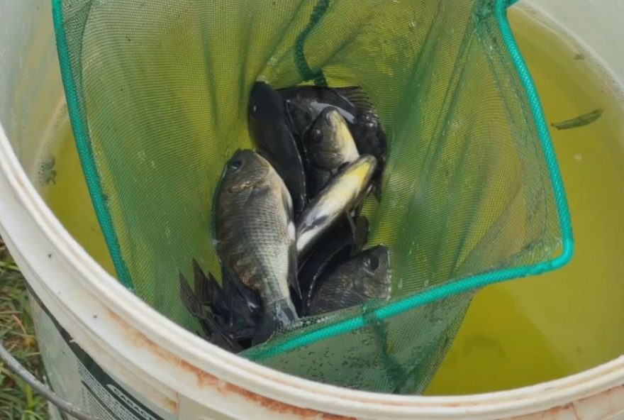 producao-de-tilapia-no-interior-paulista-cresce-com-tecnologia-moderna producao-de-tilapia-no-interior-paulista-cresce-com-tecnologia-moderna