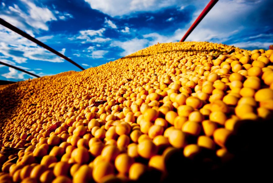 produtividade-recorde-de-soja-em-242F253B-confira-estimativas-para-o-novo-ciclo