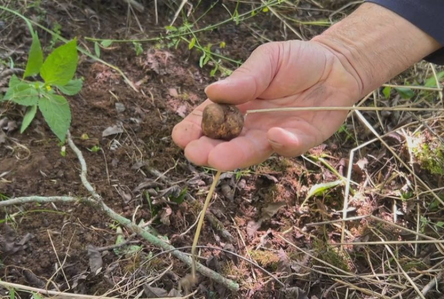 produtor-do-rs-descobre-trufa-rara-e-transforma-cultivo-em-negocio-na-serra-gaucha produtor-do-rs-descobre-trufa-rara-e-transforma-cultivo-em-negocio-na-serra-gaucha