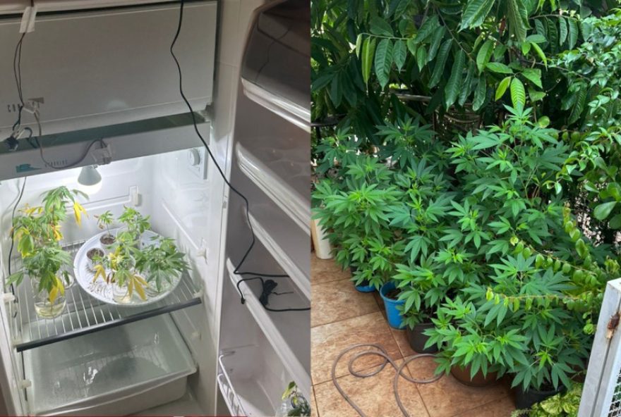 professor-preso-com-laboratorio-de-maconha-em-casa-no-parana professor-preso-com-laboratorio-de-maconha-em-casa-no-parana