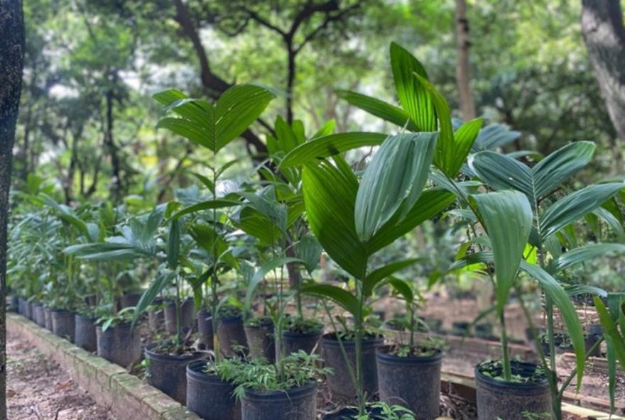 programa-disque-arvore3A-solicite-o-plantio-de-arvores-em-prudente-e-ajude-na-arborizacao-urbana programa-disque-arvore3A-solicite-o-plantio-de-arvores-em-prudente-e-ajude-na-arborizacao-urbana