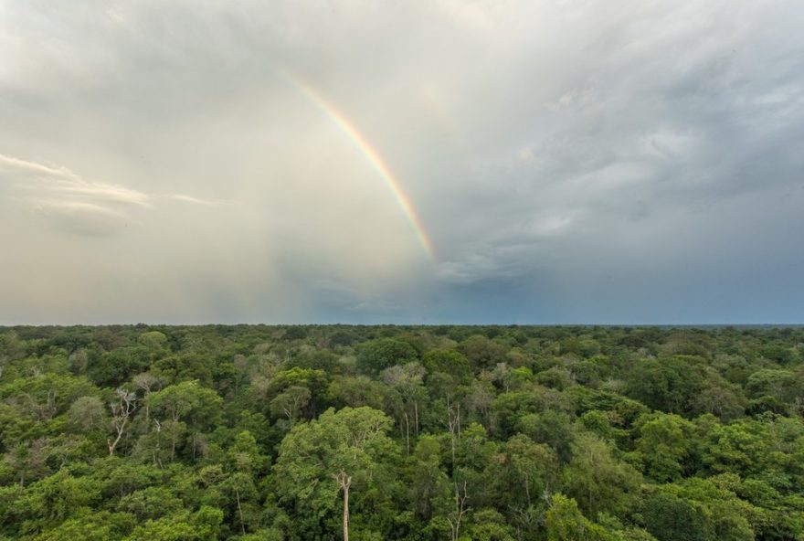 programas-de-aceleracao-e-incubacao-no-para3A-inovacao-na-biodiversidade-da-amazonia