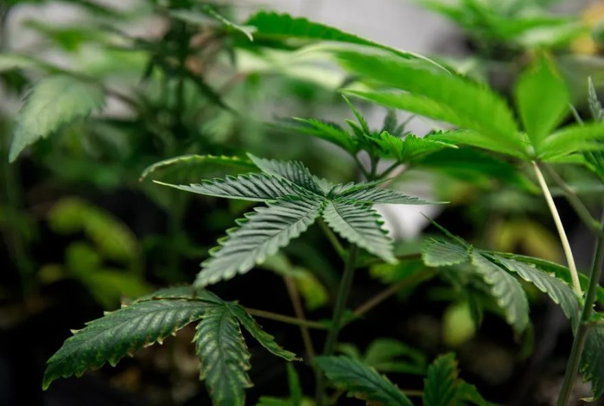 projeto-aprovado-em-mg-garante-cannabis-medicinal-no-sus-e-incentiva-pesquisas-cientificas