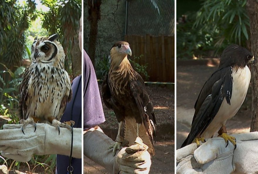 projeto-de-falcoaria-em-ribeirao-preto3A-recuperacao-de-aves-para-voar