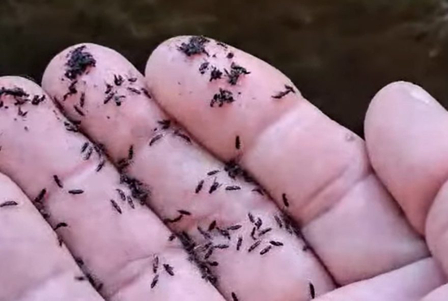 projeto-de-lei-na-camara-dos-vereadores-do-rio-preve-distribuicao-de-repelentes-contra-borrachudos2C-beneficiando-moradores-afetados