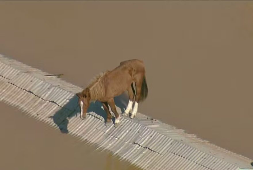 projeto-de-lei-para-protecao-de-animais-resgatados-em-desastres-naturais3A-medidas-de-acolhimento-e-punicao-para-criminosos