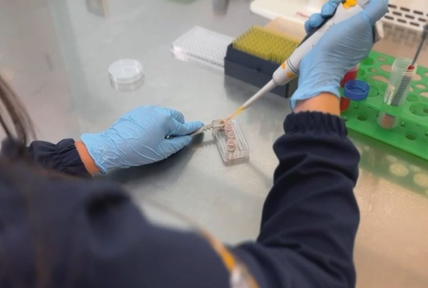 projeto-de-lei-proibe-testes-de-cosmeticos-em-animais3A-avanco-etico-na-industria-da-beleza