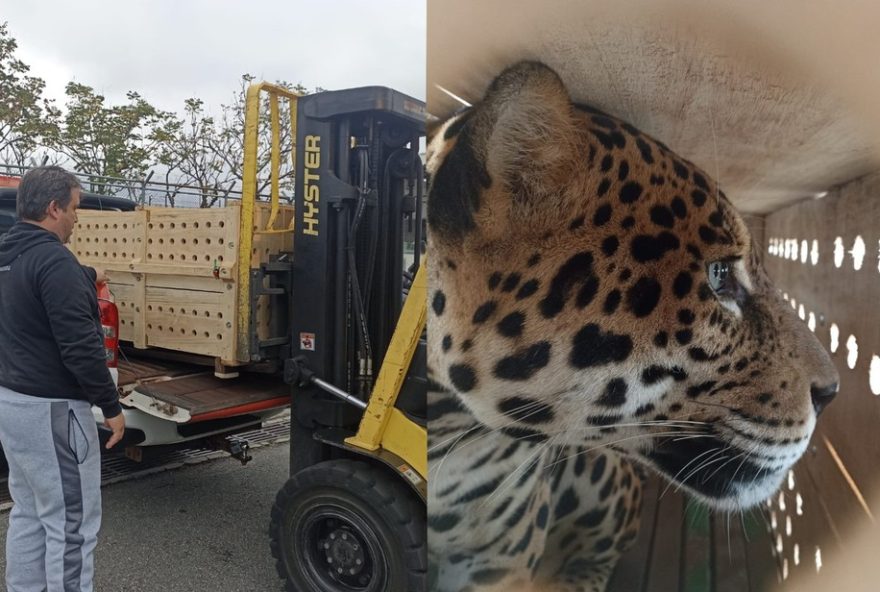 projeto-de-reproducao-de-onca-pintada-em-sao-paulo-fortalece-conservacao-da-especie