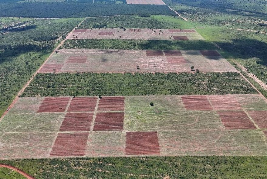 projeto-de-restauracao-ecologica-do-cerrado-em-camapua3A-parceria-inovadora-da-ufv-para-preservacao-e-estudos-no-bioma