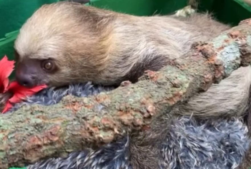 projeto-em-taubate-estimula-comportamento-selvagem-de-animais-para-preservacao projeto-em-taubate-estimula-comportamento-selvagem-de-animais-para-preservacao