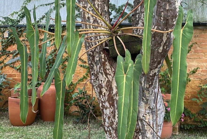 projeto-inovador-de-holambra-visa-salvar-planta-rara-philodendron-spiritus-sancti-da-extincao