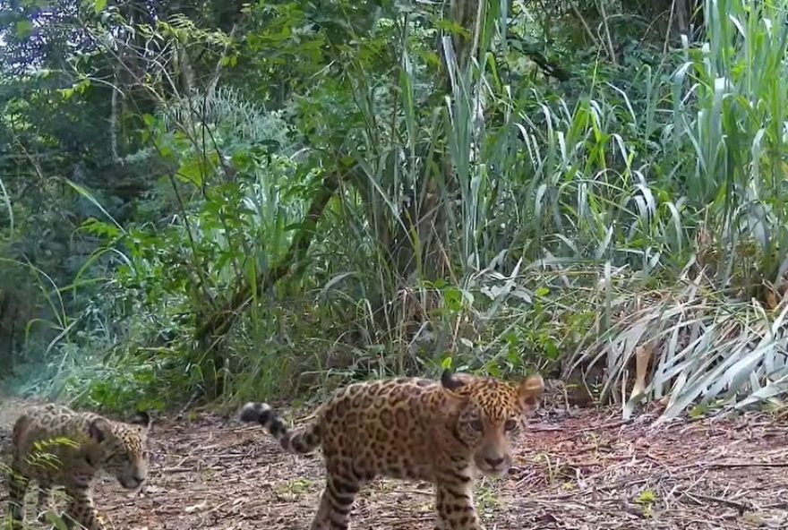 projeto-oncas-do-iguacu-anuncia-nome-da-nova-onca-pintada3A-taupa-no-parque-nacional-do-iguacu projeto-oncas-do-iguacu-anuncia-nome-da-nova-onca-pintada3A-taupa-no-parque-nacional-do-iguacu