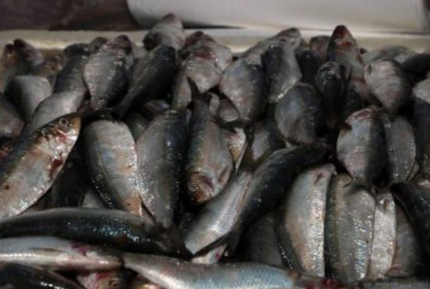 promocao3A-festival-da-sardinha-no-mercado-do-peixe-de-santos-com-precos-a-partir-de-r24-122C99 promocao3A-festival-da-sardinha-no-mercado-do-peixe-de-santos-com-precos-a-partir-de-r24-122C99