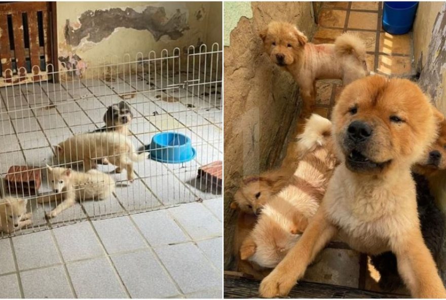 proprietaria-de-canil-e-presa-por-maus-tratos-a-animais-no-ceara3A-mais-de-100-resgatados proprietaria-de-canil-e-presa-por-maus-tratos-a-animais-no-ceara3A-mais-de-100-resgatados