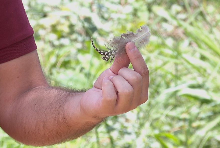 proprietario-de-sitio-desiste-de-criar-galinhas-apos-perder-40-em-ataques-de-oncas3A-nao-da-pedregulho2C-sp proprietario-de-sitio-desiste-de-criar-galinhas-apos-perder-40-em-ataques-de-oncas3A-nao-da-pedregulho2C-sp
