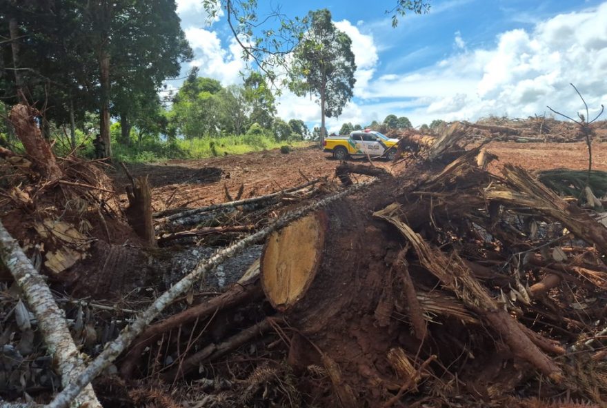 proprietarios-rurais-multados-em-r24-286-mil-por-derrubada-de-araucarias-no-parana proprietarios-rurais-multados-em-r24-286-mil-por-derrubada-de-araucarias-no-parana