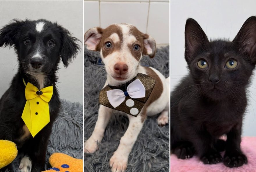 protecao-animal3A-desafios-e-lacunas-na-legislacao-brasileira protecao-animal3A-desafios-e-lacunas-na-legislacao-brasileira