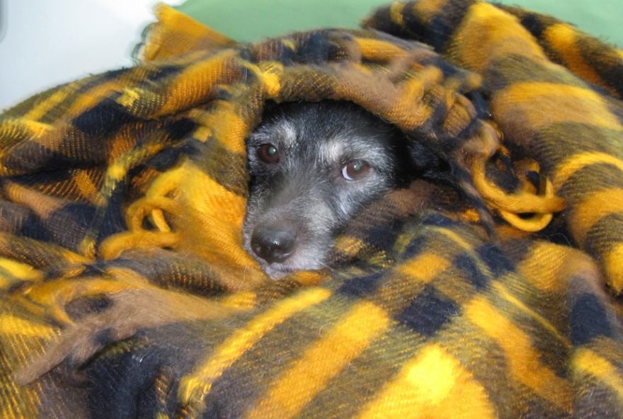 proteja-seu-cao-do-frio3A-amigo-pet-da-dicas-para-cuidados-durante-o-inverno