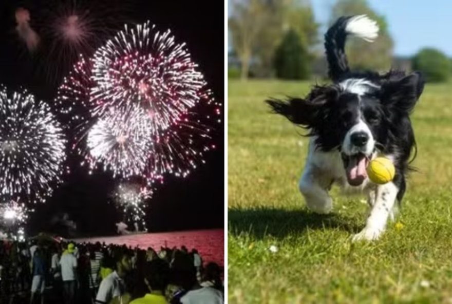 proteja-seu-pet-do-barulho-dos-fogos-de-artificio-na-virada3A-dicas-de-especialistas-para-acalmar-e-proteger-seu-animal-de-estimacao