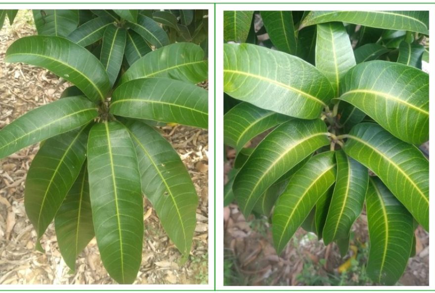 protocolo-nutrimaturacao3A-manejo-pratico-para-alta-adesao-na-producao-de-manga