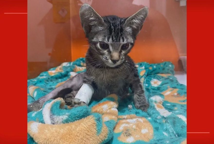 psicologo-acusado-de-torturar-gatos-no-df-e-solto-apos-7-meses3B-caso-aguarda-julgamento psicologo-acusado-de-torturar-gatos-no-df-e-solto-apos-7-meses3B-caso-aguarda-julgamento