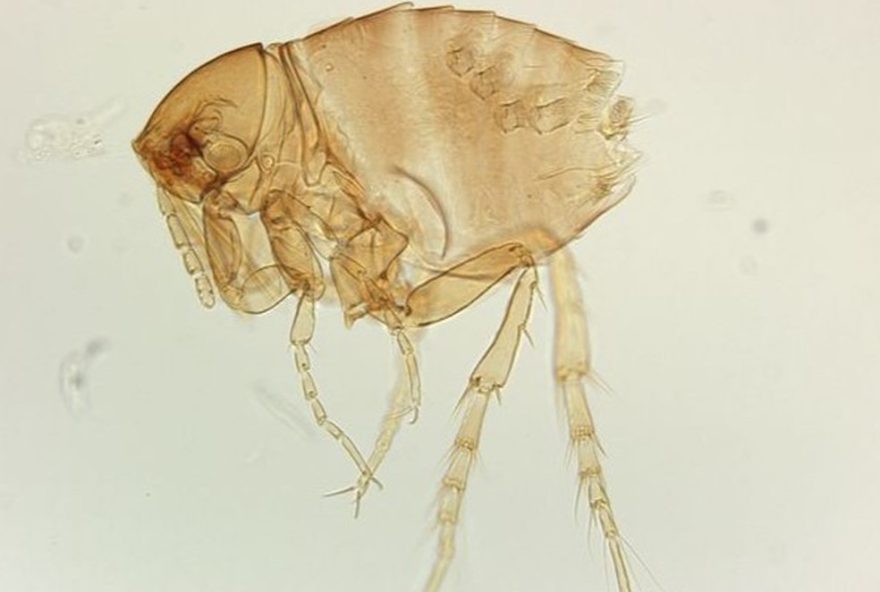 pulga-conhecida-como-bicho-de-pe3A-sinais2C-sintomas-e-prevencao