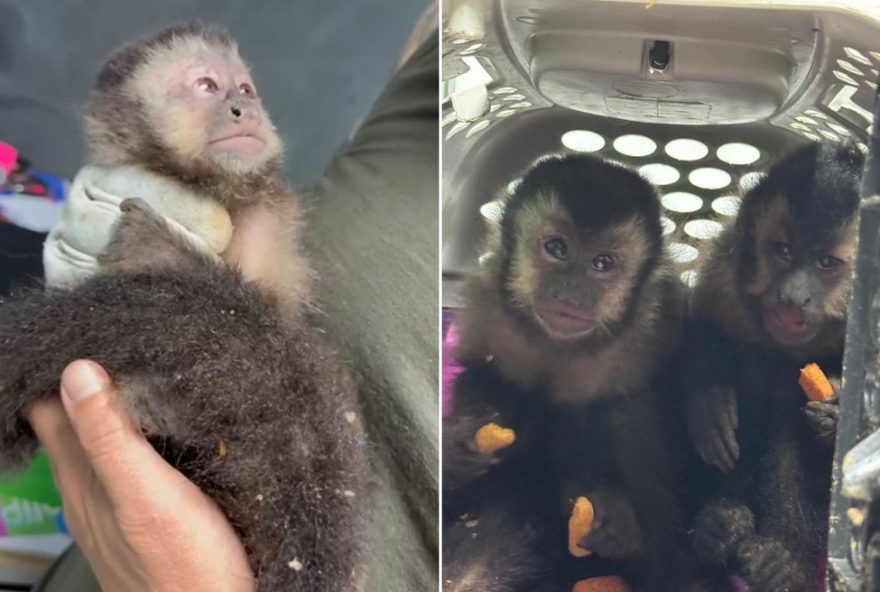 quadrilha-de-trafico-de-animais-silvestres-e-desmantelada-em-santos-sp-atuacao-da-de-resgata-macacos-prego-maltratados quadrilha-de-trafico-de-animais-silvestres-e-desmantelada-em-santos-sp-atuacao-da-de-resgata-macacos-prego-maltratados