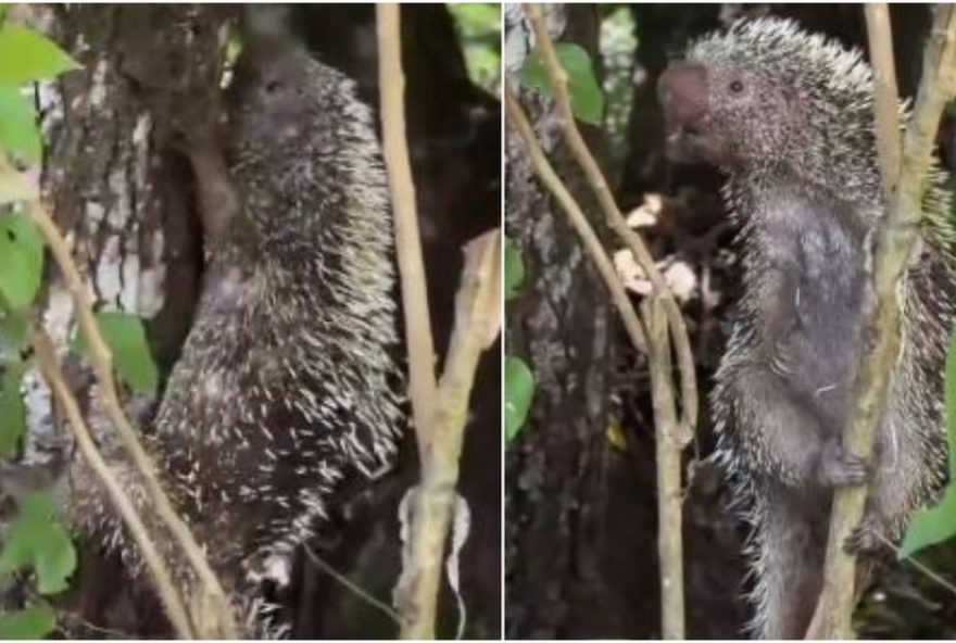 quandu-de-baturite-resgatado-pela-policia-e-devolvido-a-natureza-no-ceara