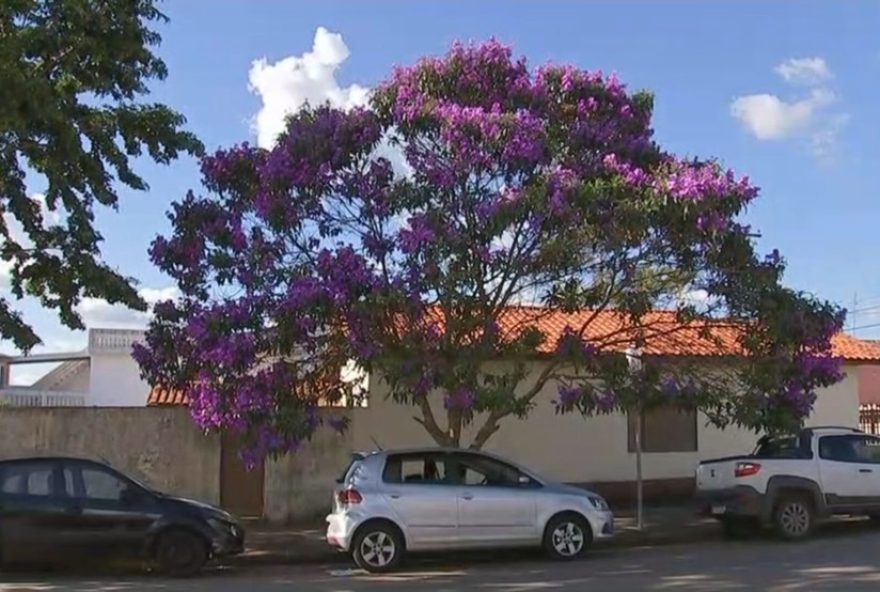 quaresmeiras3A-conheca-a-arvore-que-floresce-antes-da-pascoa-e-colore-ruas-no-interior-de-sp